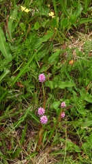 Bistorta macrophylla