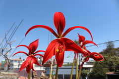 Sprekelia formosissima