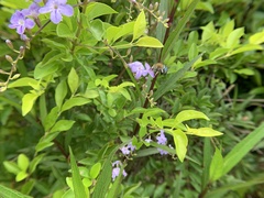 Zonamegilla