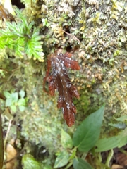Selaginellales