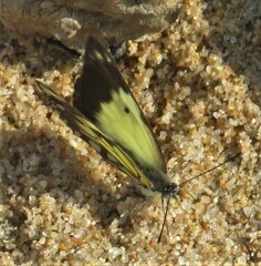 Belenois creona severina