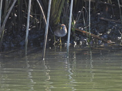 Porzana carolina
