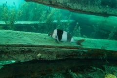 Pseudogoniistius nigripes