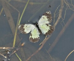 Belenois creona severina