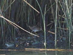 Porzana carolina
