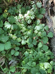 Waldsteinia fragarioides