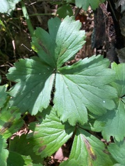Waldsteinia fragarioides