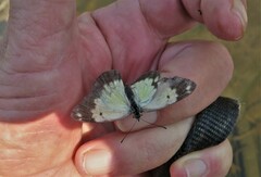 Belenois creona severina