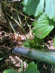 Waldsteinia fragarioides