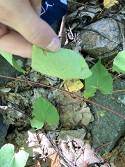 Fallopia