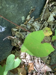Fallopia
