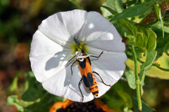 Chauliognathus basalis