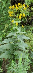 Silphium perfoliatum
