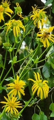 Silphium perfoliatum