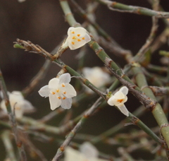 Xerolirion divaricata