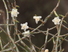 Xerolirion divaricata