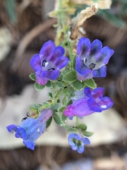 Penstemon