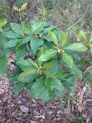 Pittosporum