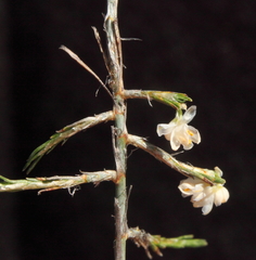 Xerolirion divaricata