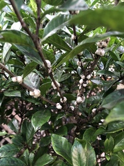 Ceroplastes