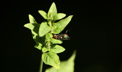 Chrysomya megacephala