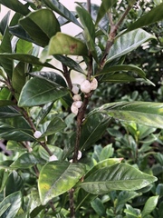 Ceroplastes