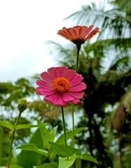 Zinnia