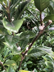 Ceroplastes