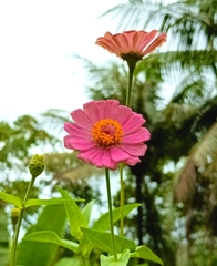 Zinnia
