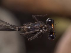 Nososticta impercepta