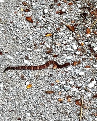 Agkistrodon piscivorus