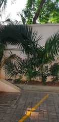 Arecoideae