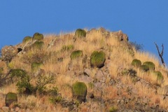 Echinocactus platyacanthus