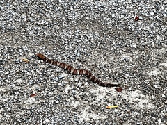 Agkistrodon piscivorus