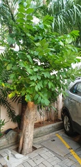 Pterocarpus indicus