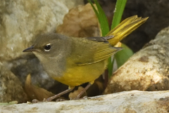 Geothlypis tolmiei