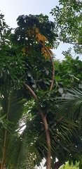 Adenanthera pavonina
