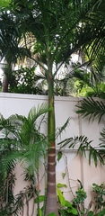 Arecoideae