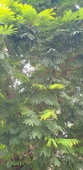 Cenostigma pluviosum