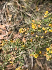 Pultenaea