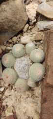 Epithelantha greggii