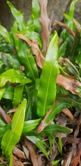 Elaphoglossum