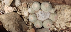 Epithelantha greggii
