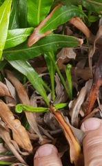 Elaphoglossum