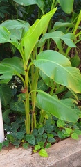 Canna indica
