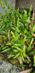 Elaphoglossum
