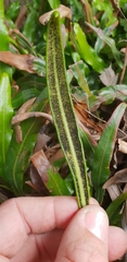 Elaphoglossum