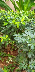 Heptapleurum arboricola