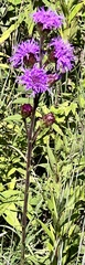 Liatris ligulistylis