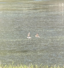 Charadriiformes